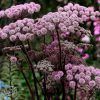 Angelica Sylvestris Ebony